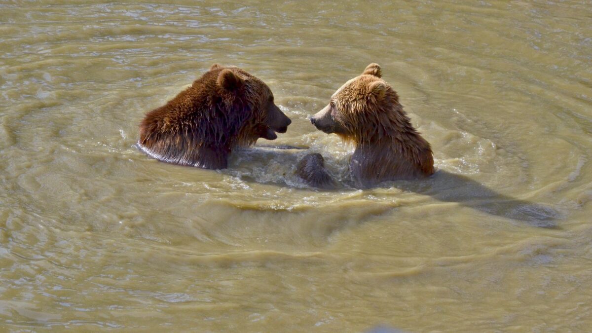 Brauner Bär am Wasser im Bärenpark Bern