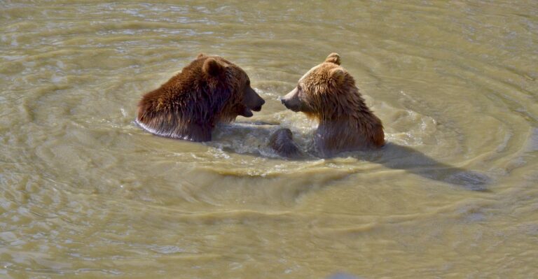 Brauner Bär am Wasser im Bärenpark Bern