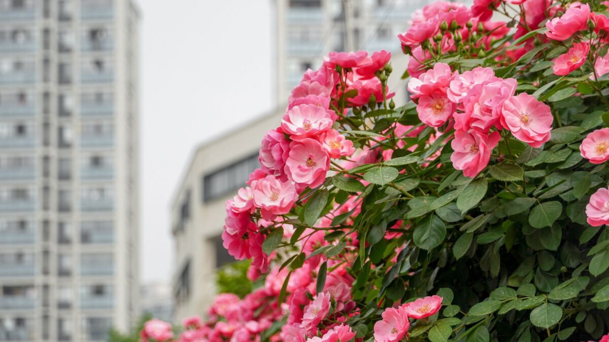 Rosengarten mit Blick über die Berner Altstadt